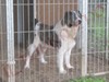 STORIE VERE SUI CANI DA GUARDIA (Video 6)